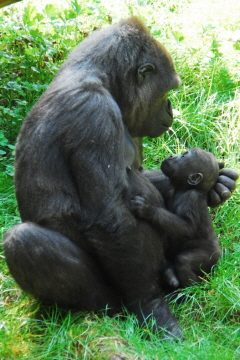 Gorilla mit Kind 2