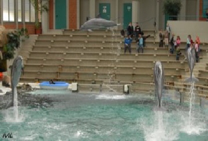 Delfin B1 (2008)