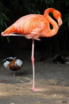 Flamingo (2008)