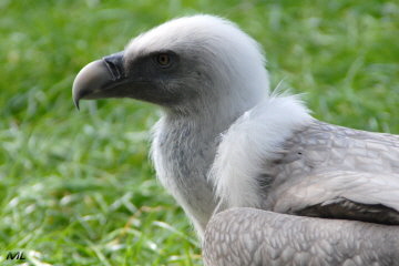 Geier (2008)