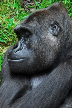 Gorilla B1 (2009)