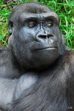 Gorilla B2 (2009)