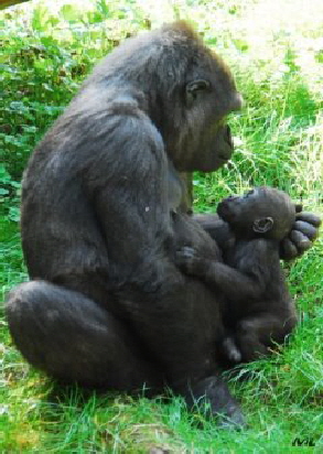 Gorilla mit Kind B2 (2009)