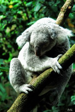 Koala (2008)