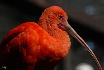 Roter Sichler B1 (2008)