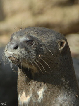 Seeotter (2008)